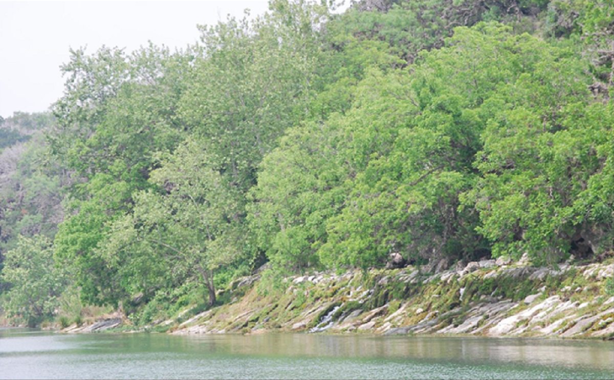 south llano springs moss on river bank FWS.gov